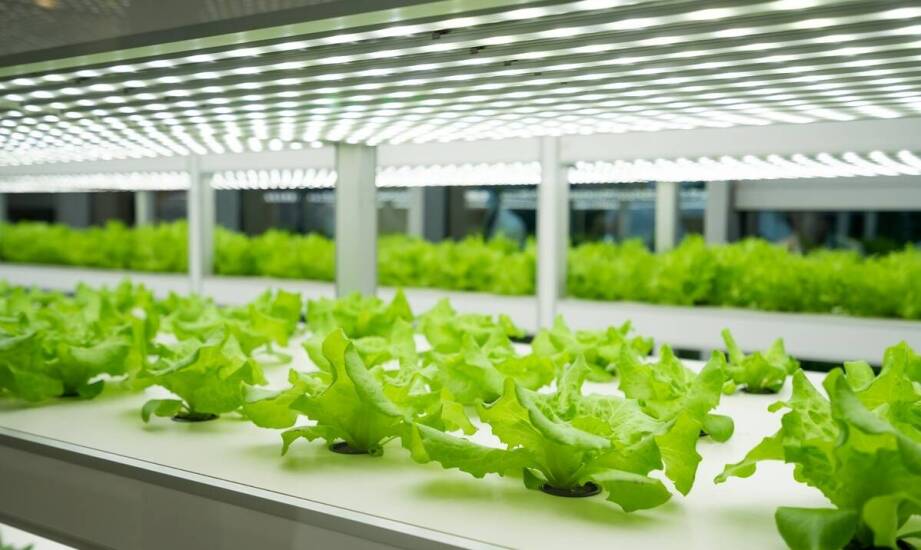 Jakie technologie są stosowane w nowoczesnych zestawach do uprawy grzybów?