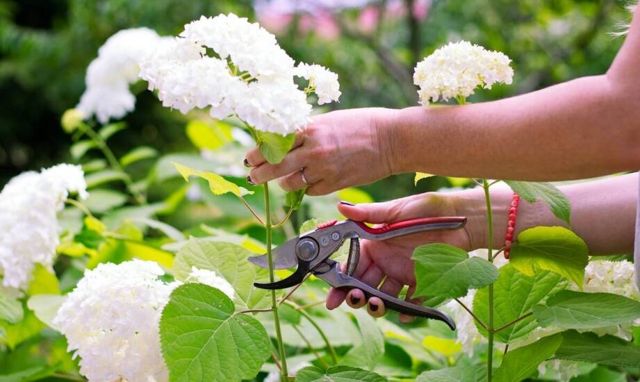 Sekatory do gałęzi a wygoda pracy – co oferują nowoczesne modele?