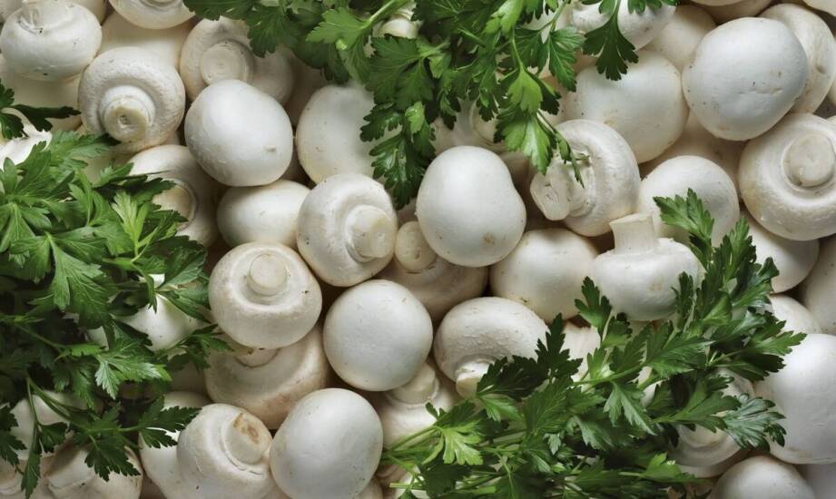 How Mushroom Suppliers Influence the Seasonality of the Culinary Offer?