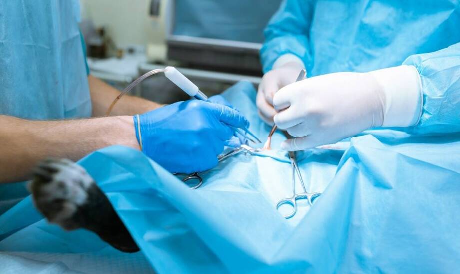 Nowoczesne techniki chirurgiczne stosowane przez weterynarza