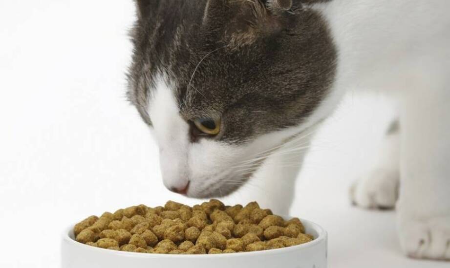 Jak ekologiczne wybory karmy wpływają na środowisko i zdrowie kotów?