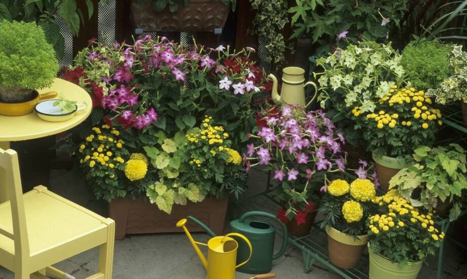 Skrzynka balkonowa 50 cm - jakie warunki zapewnić dla najlepszych efektów uprawy?