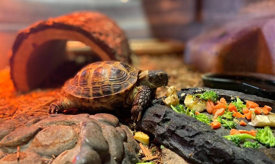 Wpływ misek na ekosystem terrarium: jakie materiały są najlepsze?