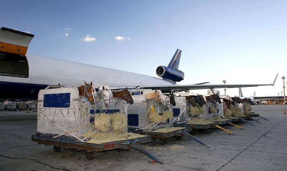 Specyfika transportu zwierząt drogą lotniczą – kluczowe wyzwania