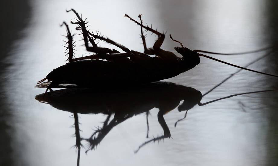 Efektywne sposoby na eliminację prusaków – nasza oferta dla zarządców nieruchomości