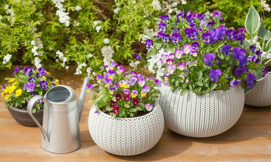 Wybór odpowiednich donic do uprawy pierwiosnka białego na balkonie