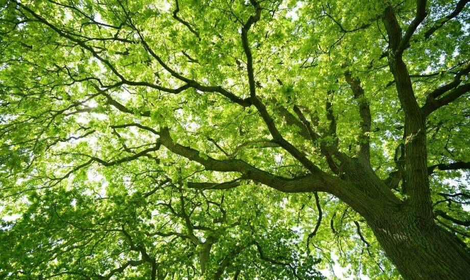 Jakich warunków wymaga katalpa szczepiona na pniu 200 cm?