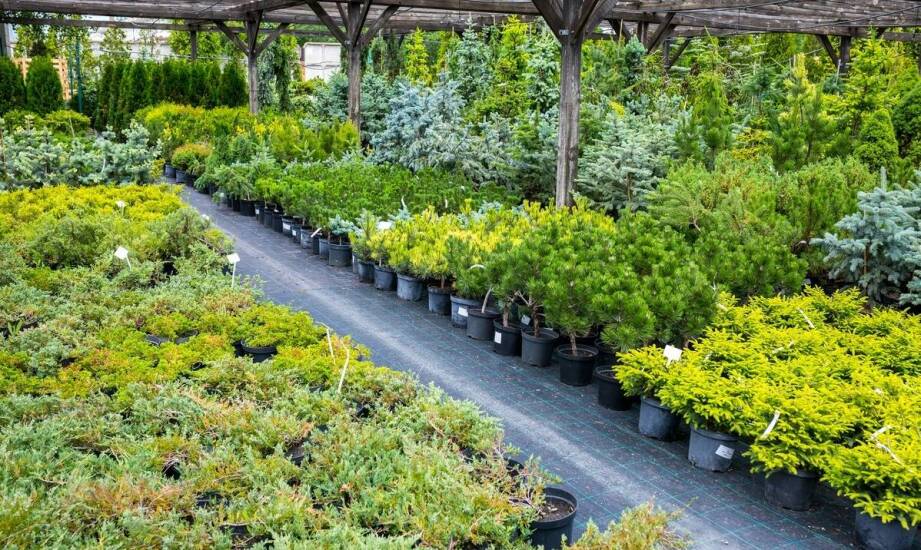 Jak nasadzenia zastępcze realizowane przez szkółkę wpływają na lokalny ekosystem?