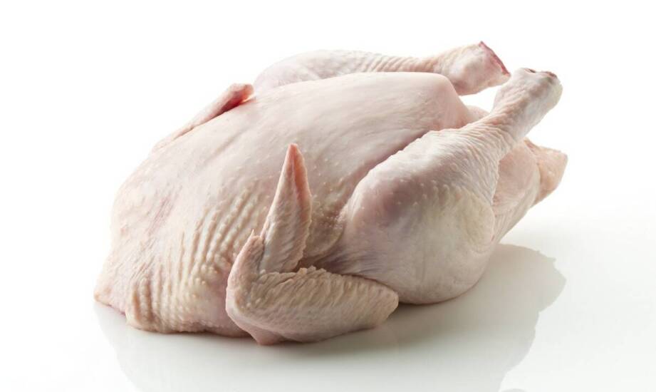 Indyk żywy jako alternatywa dla tradycyjnych źródeł białka w diecie psa