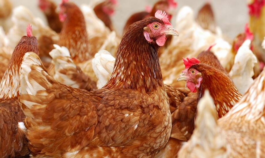 Jakie parametry techniczne należy zweryfikować przed zakupem urządzenia do mechanicznego usuwania piór z rynku wtórnego?