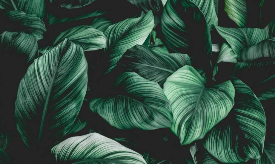 Czy warto inwestować w bardziej kosztowne odmiany sansewierii trifasciata moonshine?