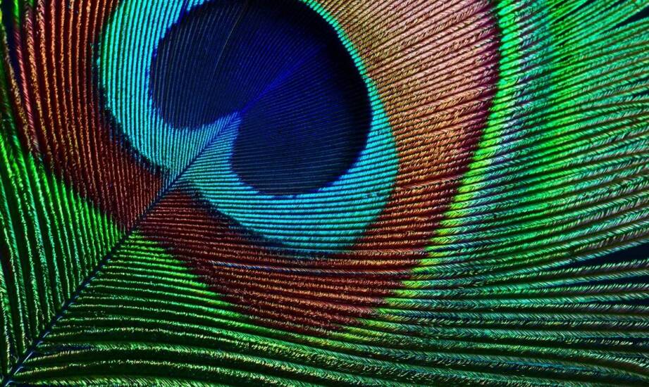 Jakie enzymy znajdziemy w pierzdze i jak wpływają one na organizm?