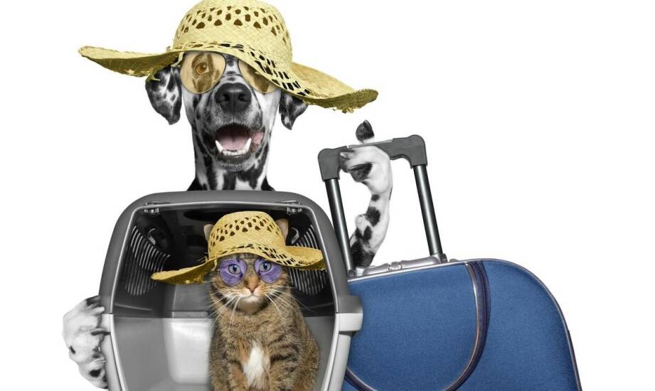 Kluczowe cechy nosidełek dla kota dla osób podróżujących samochodem