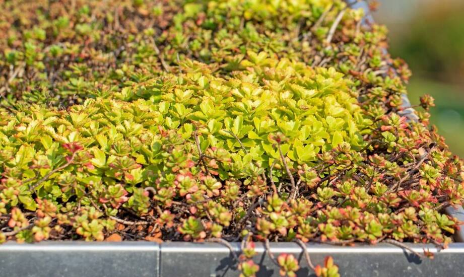 Dachy zielonka – jak zapewnić skuteczną termoizolację swojego dachu?