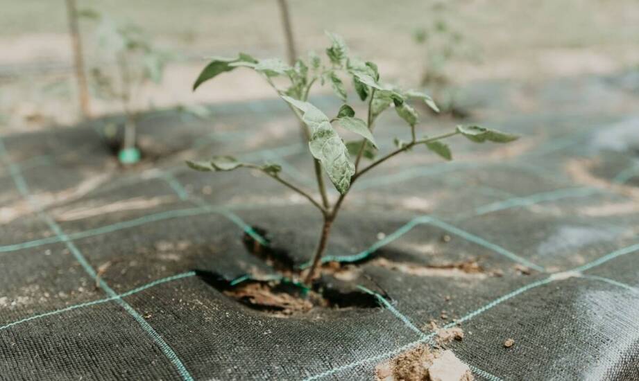 Odporność agrotkaniny na promieniowanie UV – dlaczego to ważne?