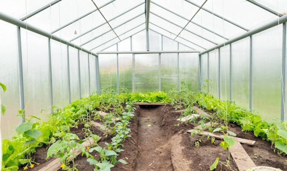 Poliwęglan falisty jako idealne rozwiązanie dla nowoczesnych szklarni