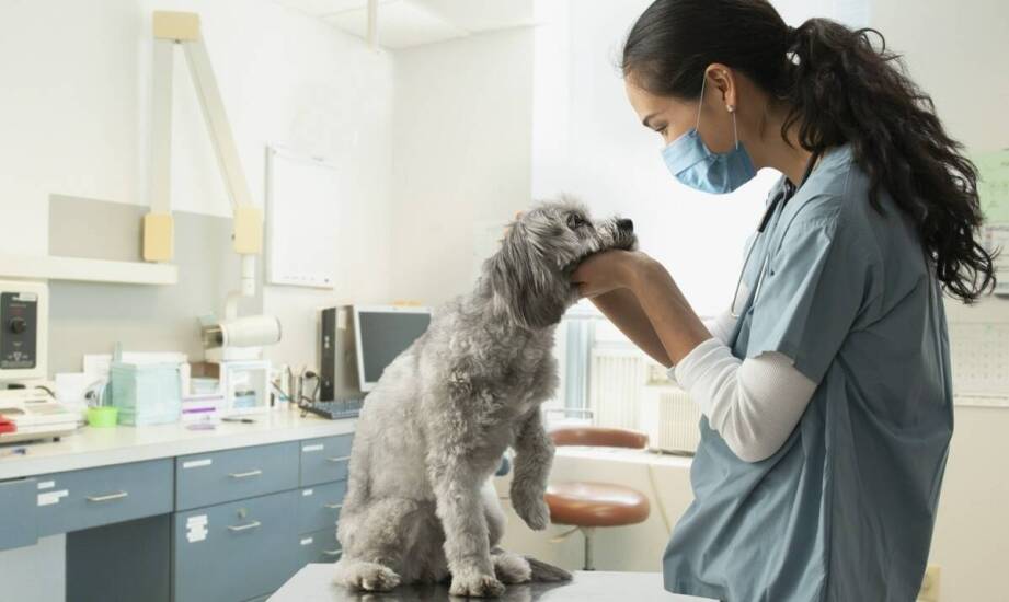 Jakie są najczęstsze schorzenia dziąseł u zwierząt i jak je leczyć?