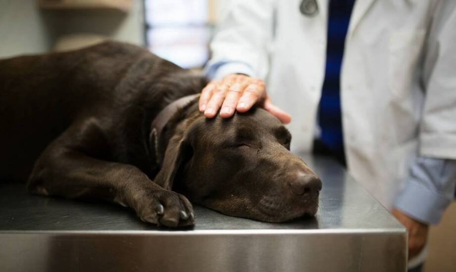 W jaki sposób pogotowie weterynaryjne dba o komfort i minimalizację stresu u zwierząt?