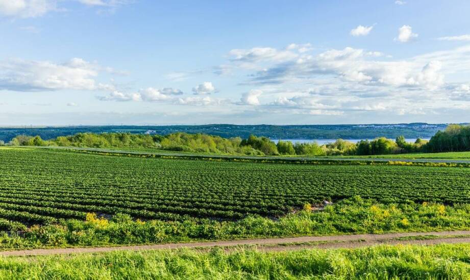 Monitoring plantacji truskawek: jak zwiększyć efektywność uprawy