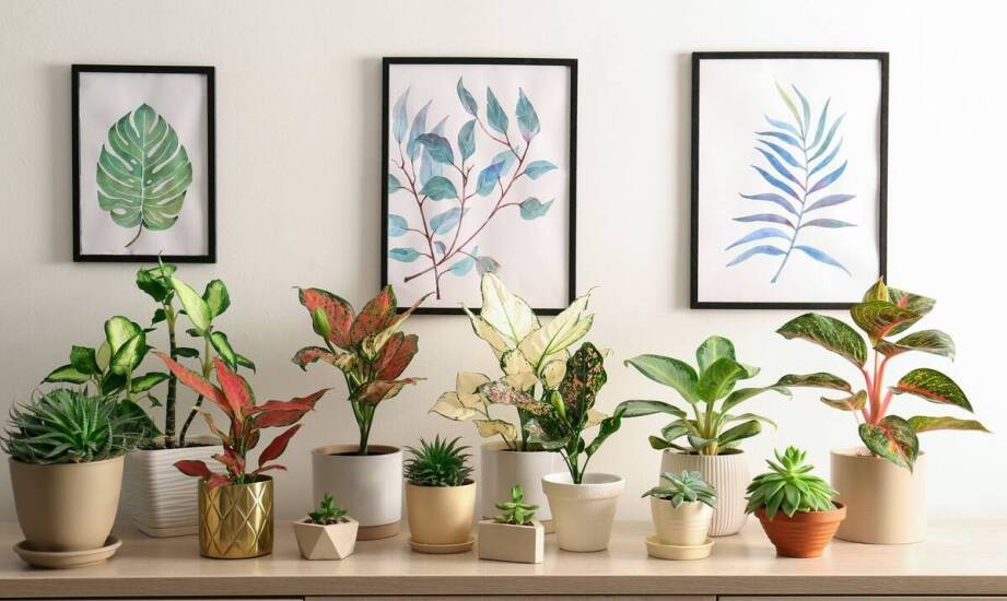 Kwiaty doniczkowe online: na co zwrócić uwagę przy wyborze dostawcy?