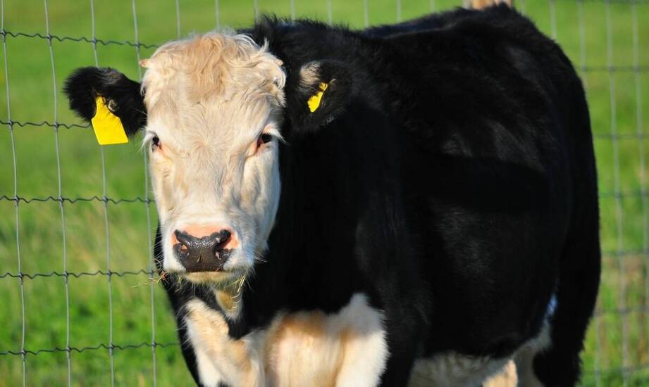 Innowacyjne technologie w ogrodzeniach elektrycznych dla bydła