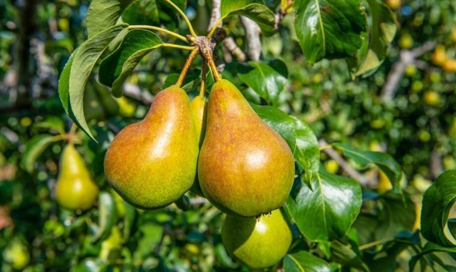 Optymalne warunki do wzrostu pigwy bereczki w Twoim ogrodzie