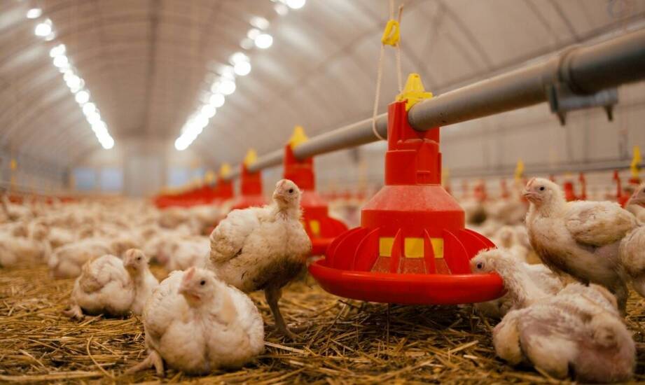 Wpływ odpowiednio dobranych karmników na zdrowie i wydajność gołębi