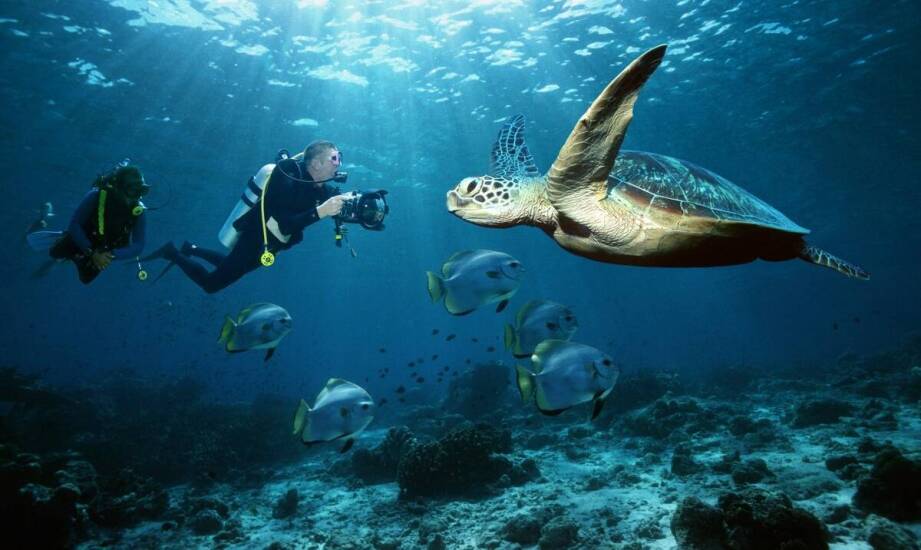 Warsztaty umiejętności nurkowych – jak podnieść swoje kwalifikacje pod okiem ekspertów?