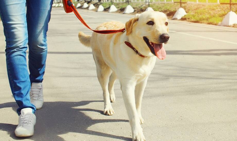 Wybór smyczy taśmowej dla psa na każdą okazję: od codziennych spacerów po specjalne wydarzenia