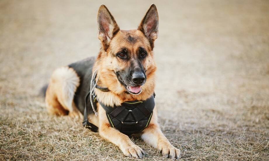 Szelki bezuciskowe dla psa a spacery w miejskim zgiełku: bezpieczeństwo przede wszystkim