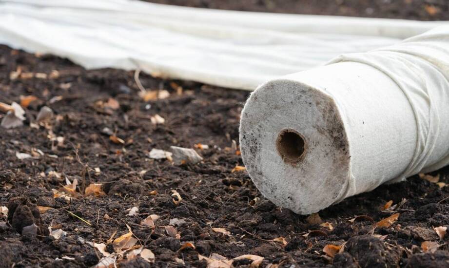 Zimowanie funkii fioletowej – jak zabezpieczyć ją przed mrozem?