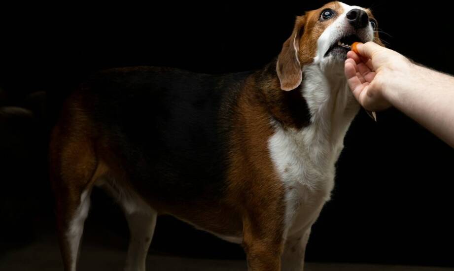 Jak dbać o higienę saszetki na przysmaki?