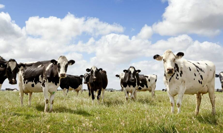 Jak tematyka farmy w puzzlach wpływa na naukę o zwierzętach gospodarskich?