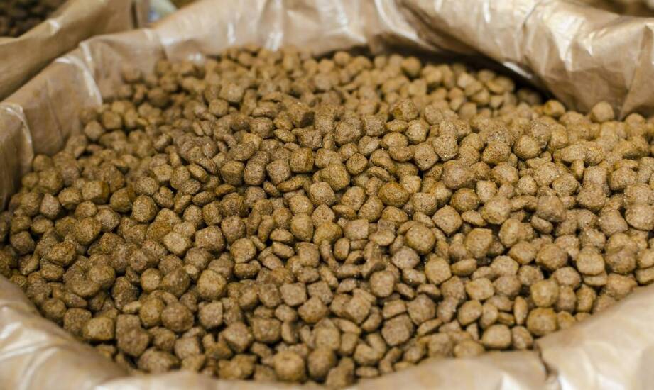 Rola zakiszaczy do kiszonki w żywieniu drobiu – co warto wiedzieć?