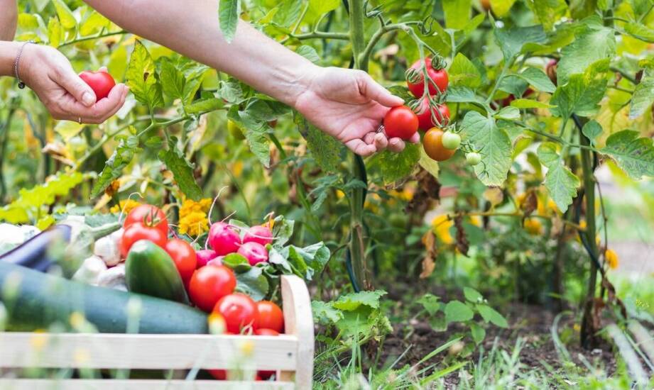 Skrzynie na pomidory a zrównoważony rozwój – co warto wiedzieć?