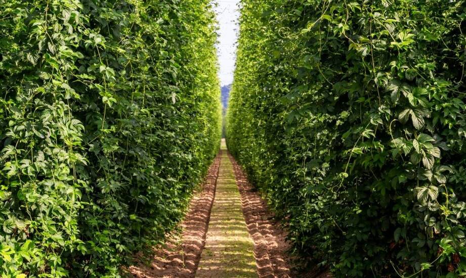 Praktyczne porady dotyczące zakładania plantacji krzewów jagodowych