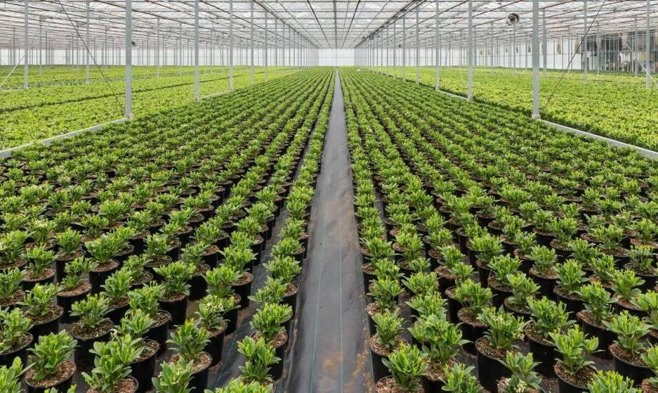 Dwutlenek węgla w rolnictwie – jak wspiera uprawy szklarniowe?