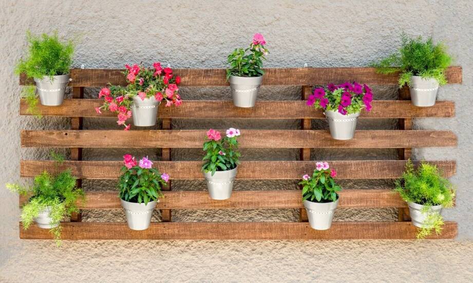 Rośliny odstraszające owady: naturalna ochrona dla balkonów i ogrodów