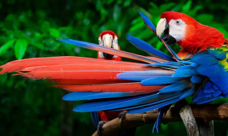 Rola preparatów w poprawie ogólnej kondycji i długości życia gołębi