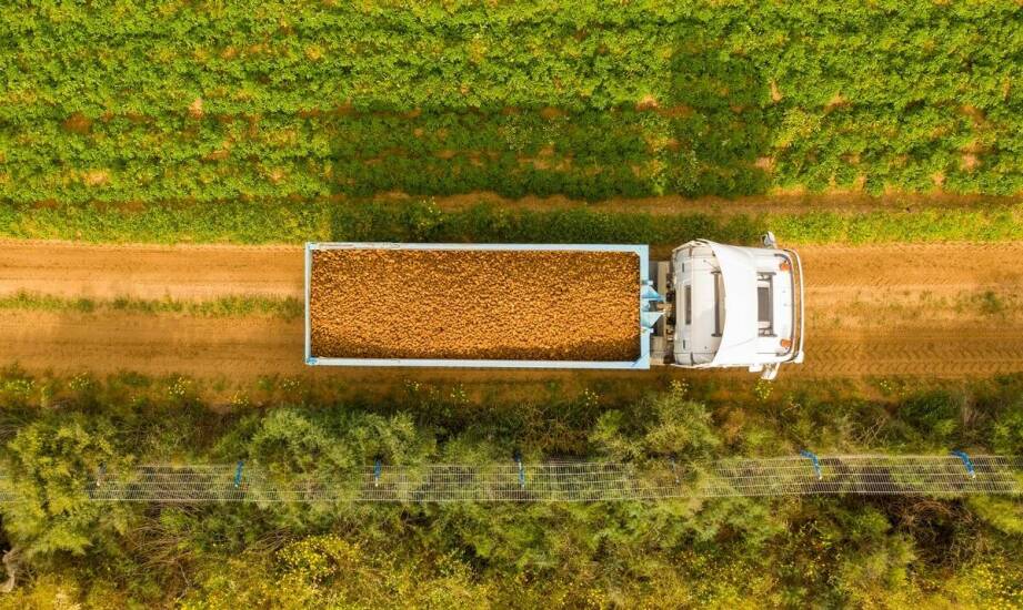Skup kukurydzy mokrej: jak optymalizować procesy logistyczne?