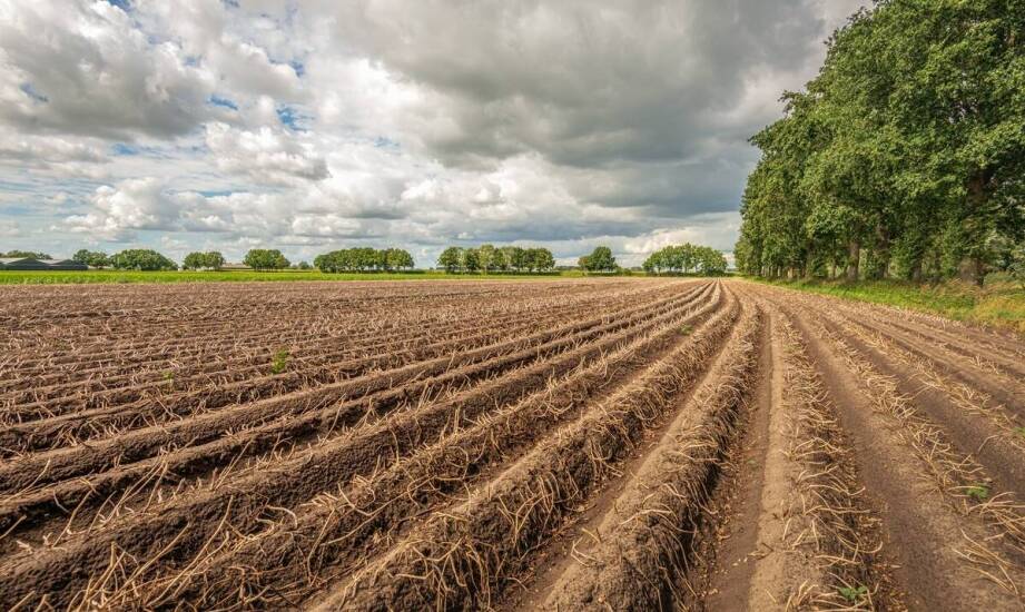 Wpływ warunków klimatycznych na plony sadzeniaków jelly