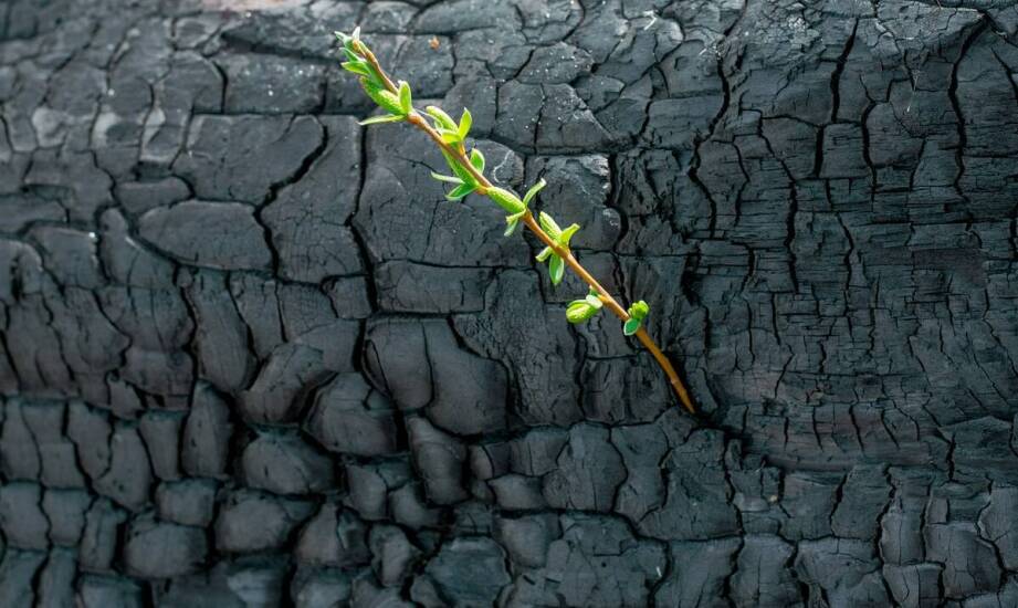 Odporność desek opalanych na warunki atmosferyczne w kontekście ogrodu botanicznego