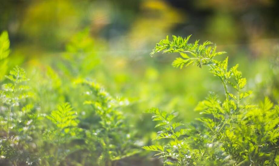 Jak inspekcja miejsc pomaga w identyfikacji cykających owadów?