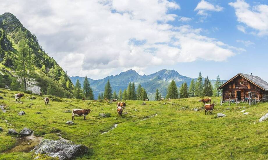 Wpływ mieszanki traw łąkowej na zdrowie i wzrost zwierząt gospodarskich