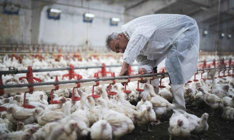 Jakie korzyści niesie za sobą skup kur dla jakości jaj i mięsa?