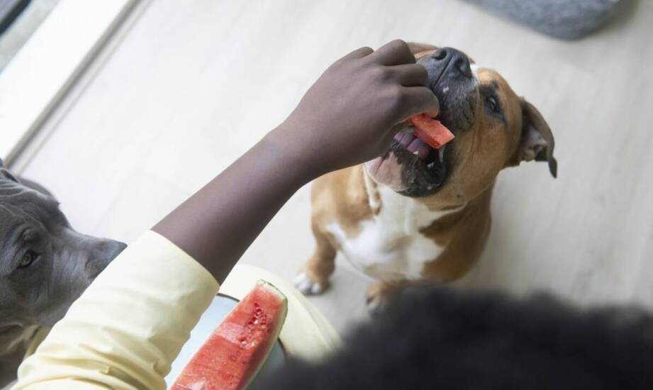 Jak karma dla psa forza10 wspomaga układ odpornościowy Twojego pupila?