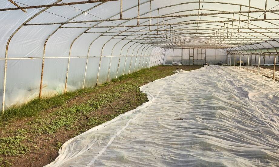 Jak folia szklarniowa wspiera automatyzację procesów w tunelach?