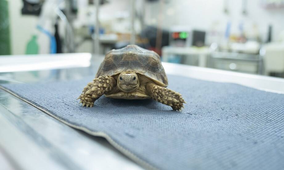 Rola przychodni weterynaryjnej w opiece nad zwierzętami egzotycznymi