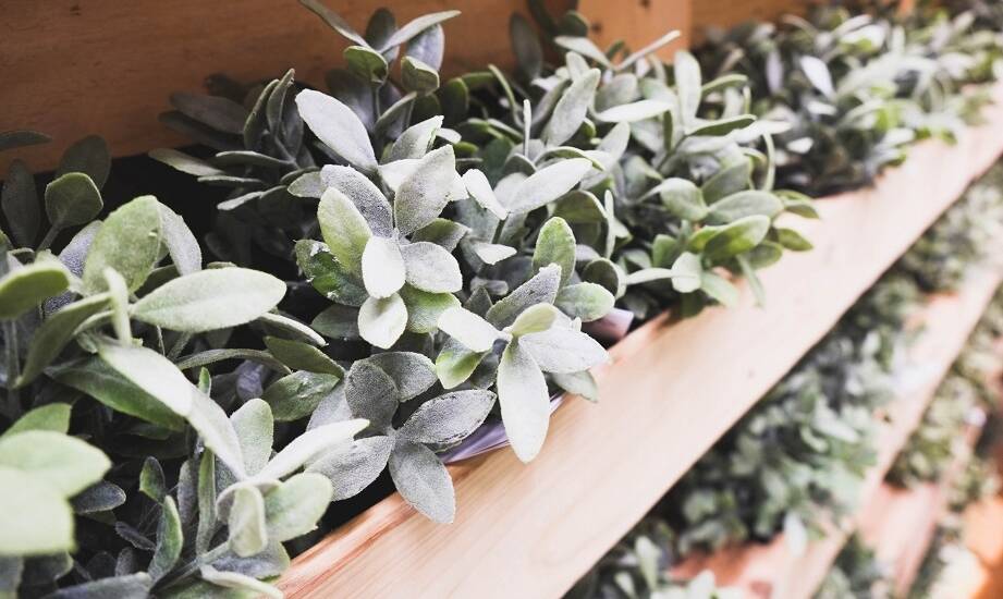 Zalety stosowania boksów do wzrostu roślin w laboratoriach badawczych