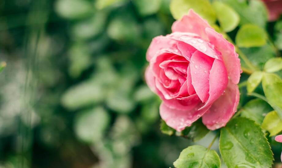 Magnolia Betty – jak zapewnić jej optymalne warunki wilgotnościowe?